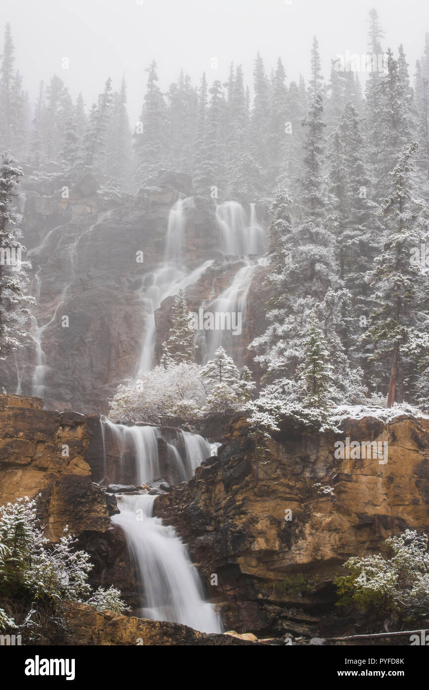 Groviglio Creek Falls, Icefield Parkway, Jasper NP, Alberta, Canada, da Bruce Montagne/Dembinsky Foto Assoc Foto Stock