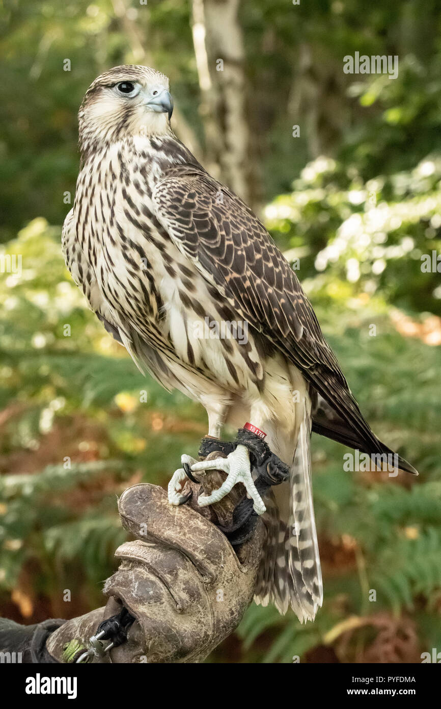 Regno Unito, Sherwood Forrest, Nottinghamshire Rapaci evento - Ottobre 2018: capretti Gyr Peregrine in cattività di seduta sul guanto Falconieri. Il nam Foto Stock