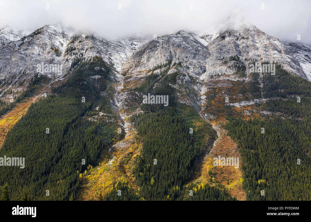 Scivoli di valanghe, Canada; Peter Lougheed Parco Provinciale, Alberta, Canada, da Bruce Montagne/Dembinsky Foto Assoc Foto Stock