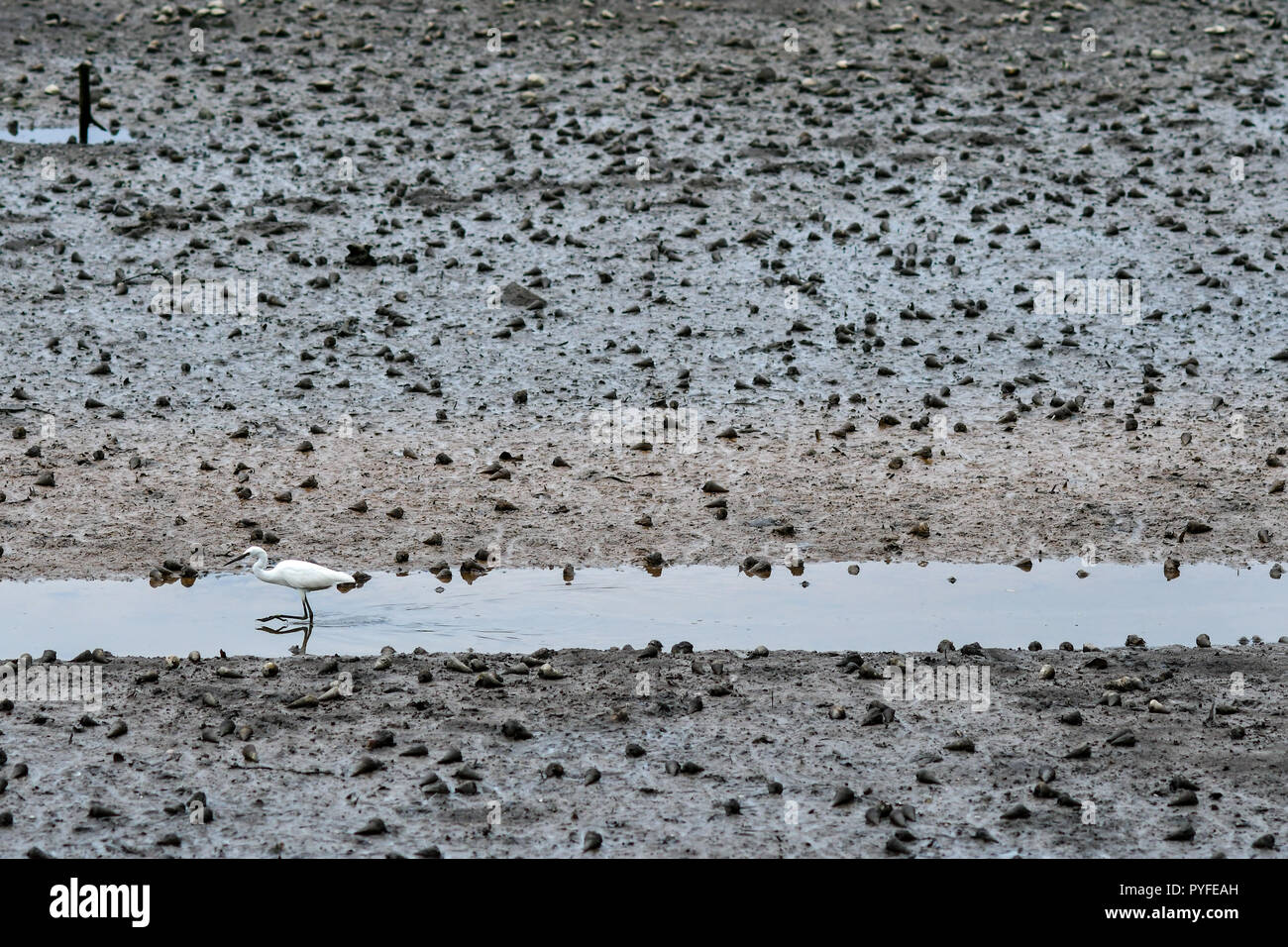 Swamp organismo di fango Foto Stock