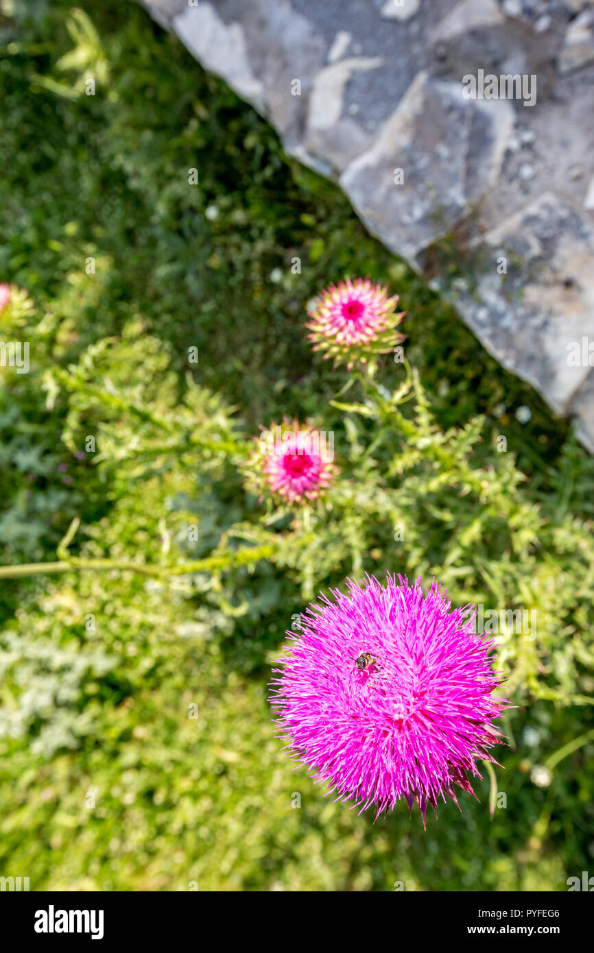 Fioritura viola Thistle e bee all'interno del flowerhead raccogliendo il polline, messa a fuoco selettiva con sfocato sfondo verde, scena a molla Foto Stock