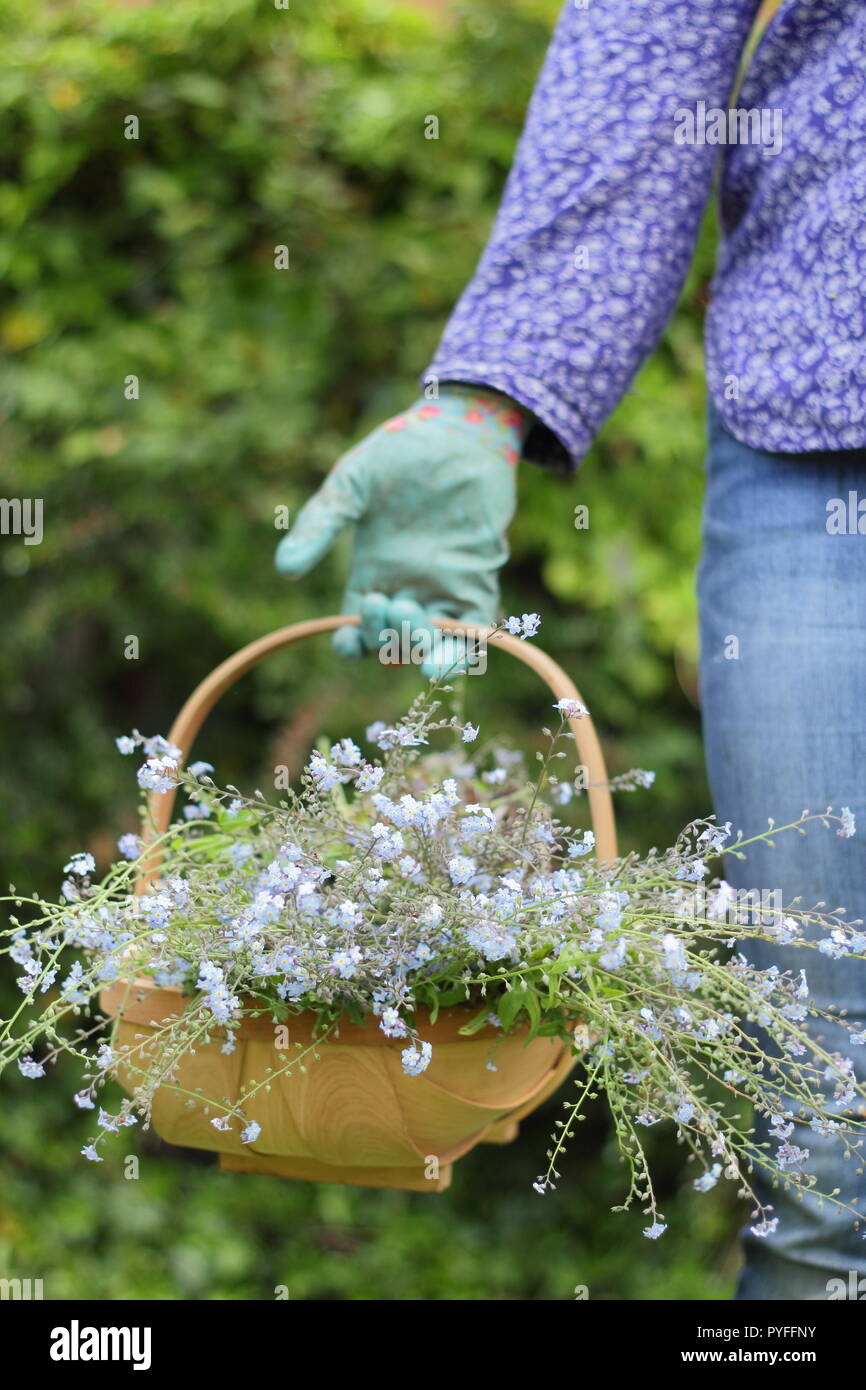 Myosotis. Trascorso dimenticare-me-non le piante sono assottigliati di un giardiniere di sesso femminile per contribuire a prevenire un prolifico self-seeding, England, Regno Unito Foto Stock