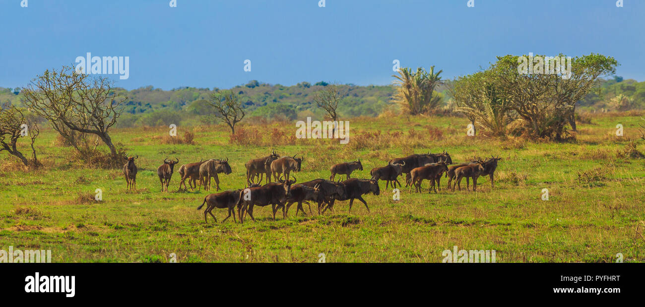 Panorama della pianura paesaggio del Parco Nazionale di Kruger, Sud Africa. Gruppo di Wildebeests, Connochaetes Gnou, passeggiate nella savana. La GNU è un genere di antilopi della famiglia bovidi. Foto Stock