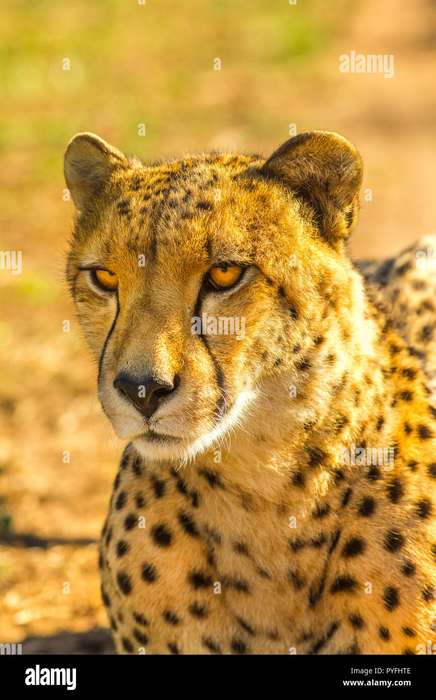 Primo piano della specie ghepardo Acinonyx jubatus, famiglia di felini di riposo. Cheetah africani su sfondo sfocato in habitat di Savannah, Sud Africa. Foto Stock