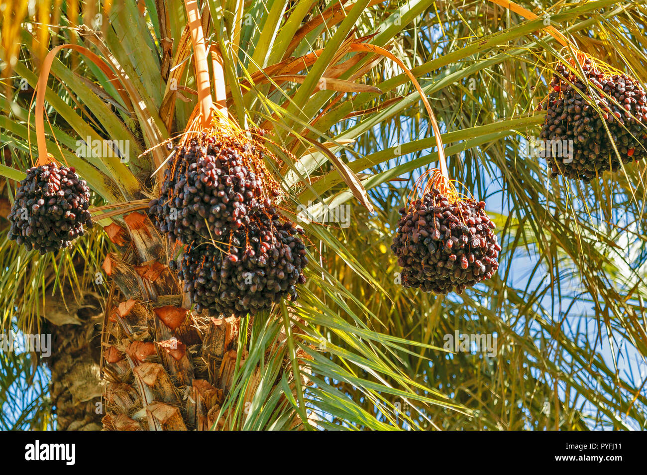 Il Marocco palme nella valle del Draa con date di maturazione Foto Stock