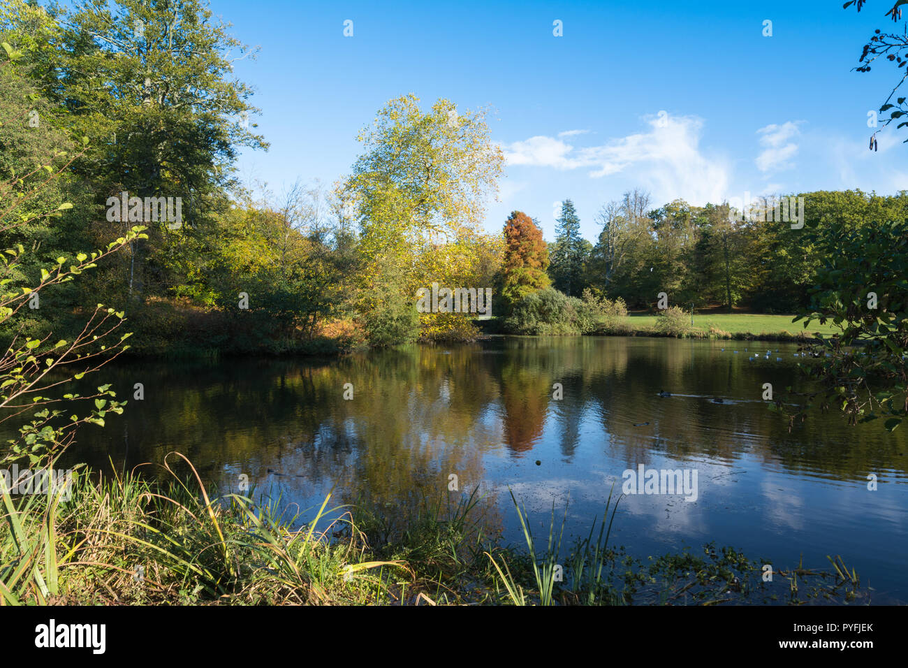 I colori autunnali e il paesaggio a Virginia Water Lake, parte di Windsor Great Park (parco Royal Crown Estate) in Surrey, Regno Unito Foto Stock