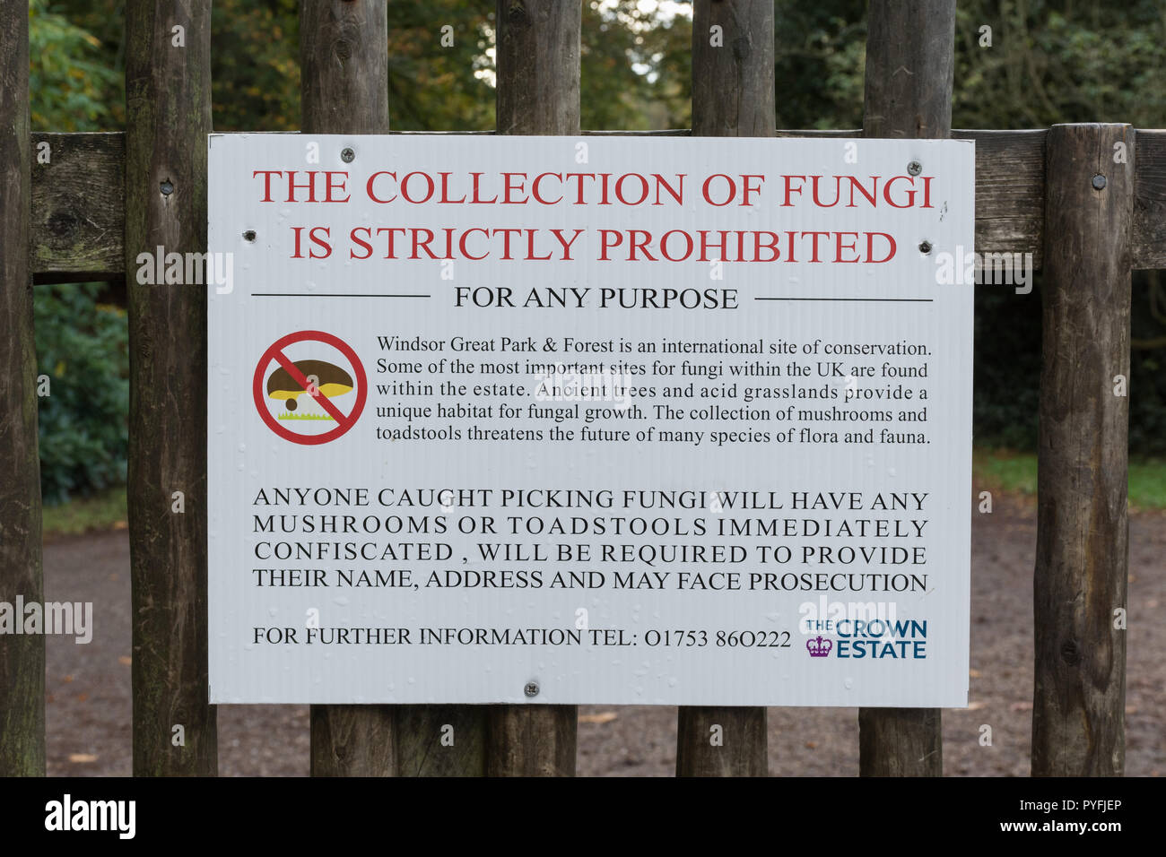 Segno sulla lettura di gate la raccolta dei funghi è rigorosamente vietata - ad ingresso a Virginia Water Park Royal Crown Estate terra nel Surrey, Regno Unito Foto Stock