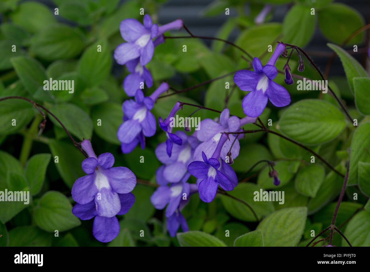 Streptocarpus saxorum fiori e foglie Foto Stock