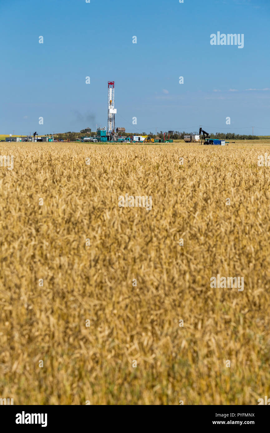 Oil Rig visto attraverso la scintillante ondate di calore circondato da un agricoltore del campo di grano situato vicino a Kindersley, Saskachewan Canada. Foto Stock