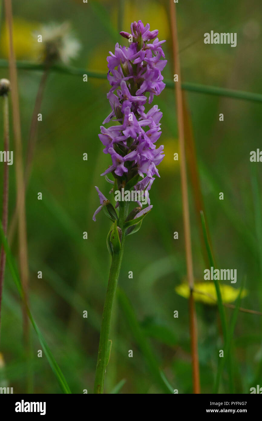 Fragrante, orchidee Gymnadenia conopsea Foto Stock