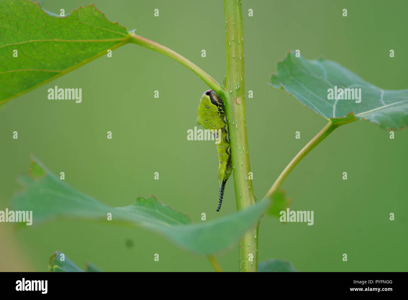 Puss Moth caterpillar, Cerura vinula Foto Stock