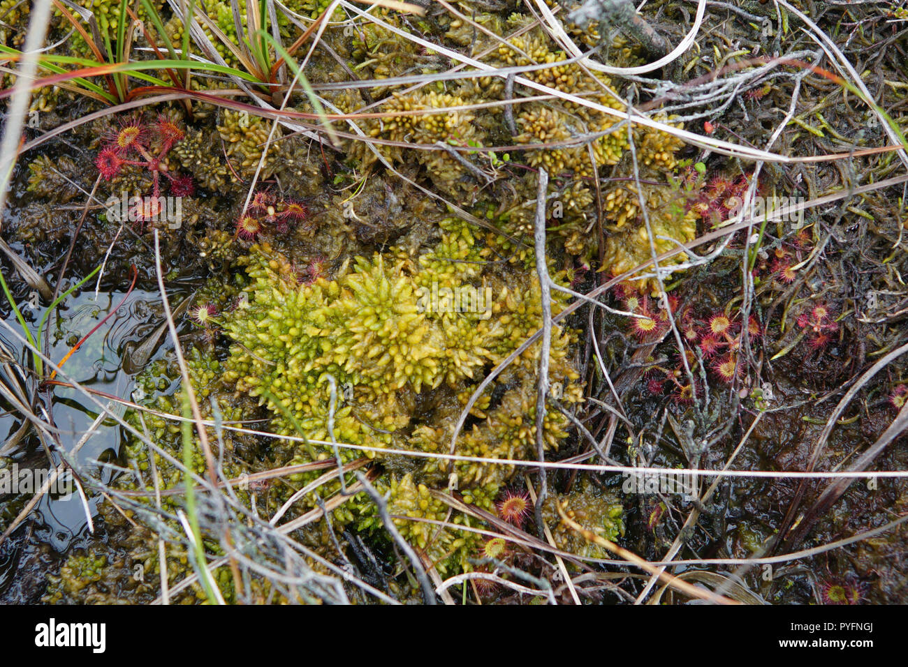 <em>Sphagnum papillosum</em> e <em>Drosera rotundifolia</em> Foto Stock