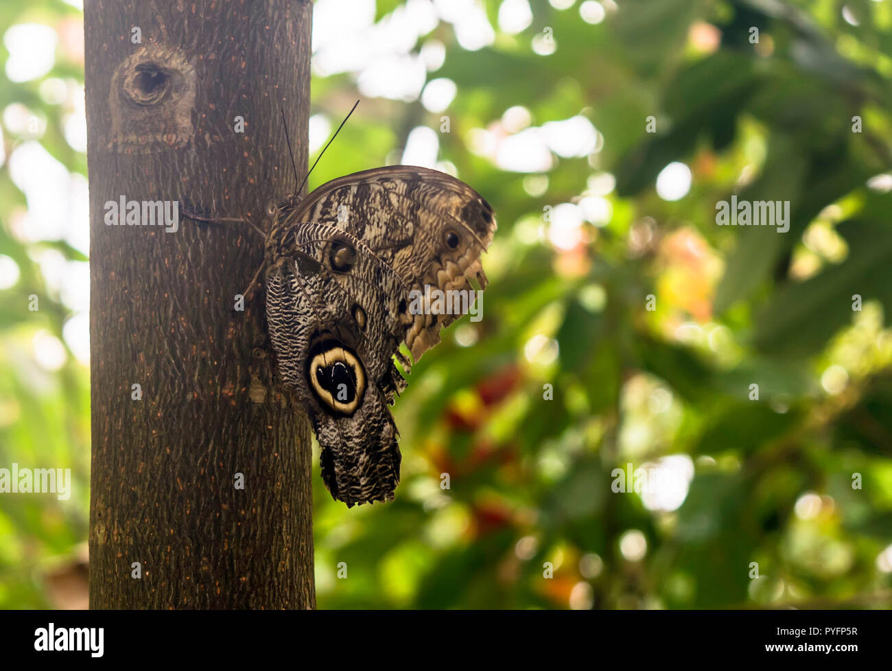 Caligo eurilochus la foresta di gufo gigante, seduto su un albero, vista ventrale. Il gufo farfalle, genere Caligo (buio), sono noti per le loro grandi occhi Foto Stock