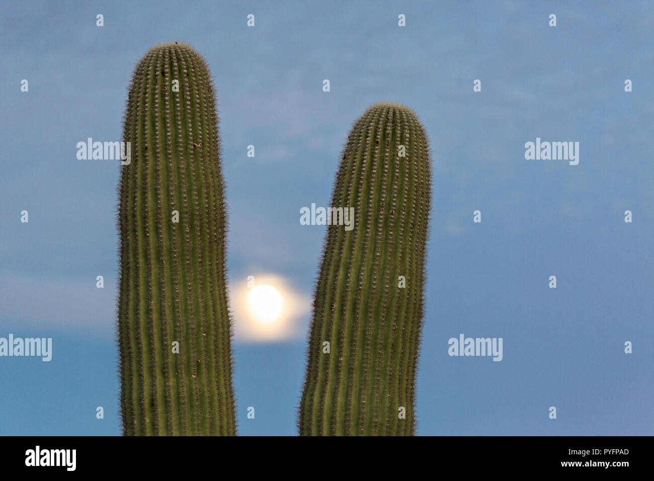 Saguaro giganti cactus, Carnegiea gigantea, sotto la luna piena nelle montagne di Tucson, Tucson, Arizona, U.S.A. Foto Stock