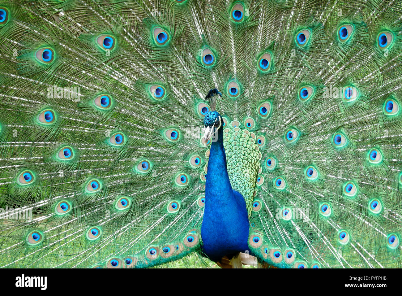 Peacock presso il Castello di Warwick Foto Stock