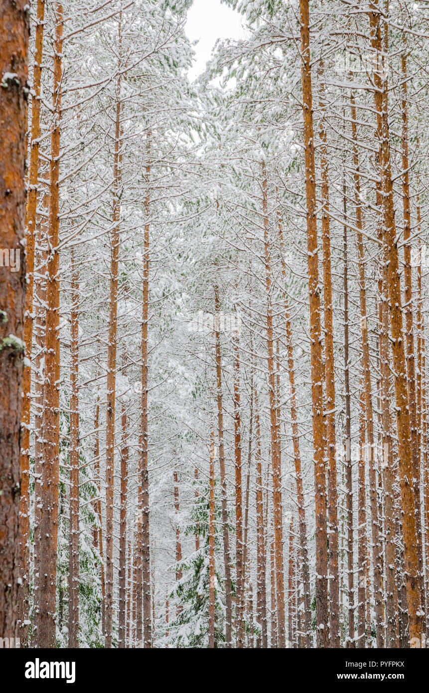 Tronchi di alberi di pino nella foresta dopo la nevicata, close-up Foto Stock