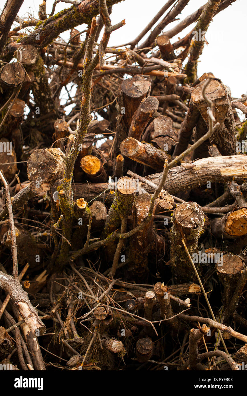 Una grande pila di legno in una foresta in attesa di essere trasformata in biocarburante Foto Stock