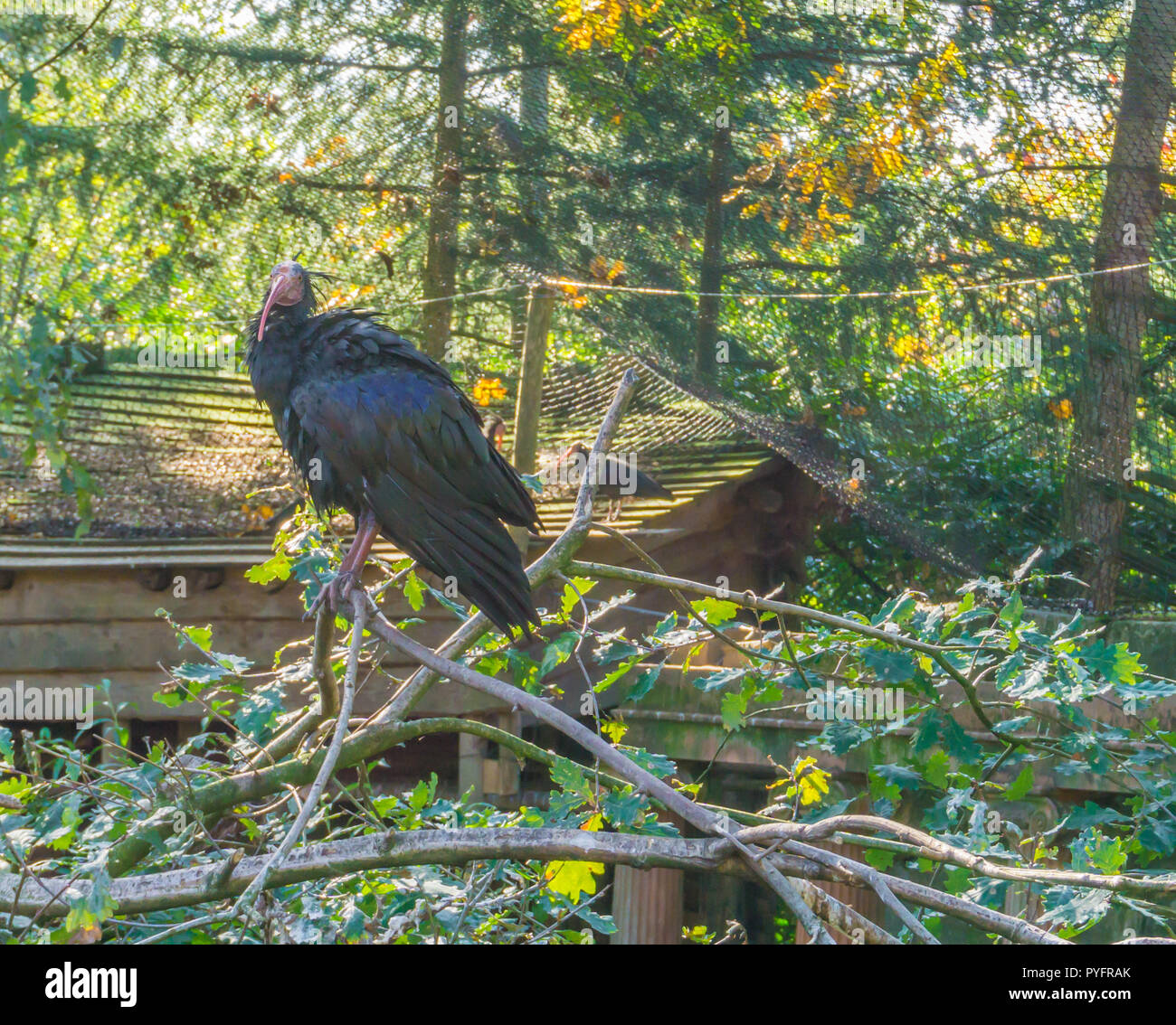 Bellissimo nero lucido nord calvo Ibis eremita seduto in una struttura ad albero su un ramo bella minacciate di estinzione di uccelli nel deserto ritratto Foto Stock