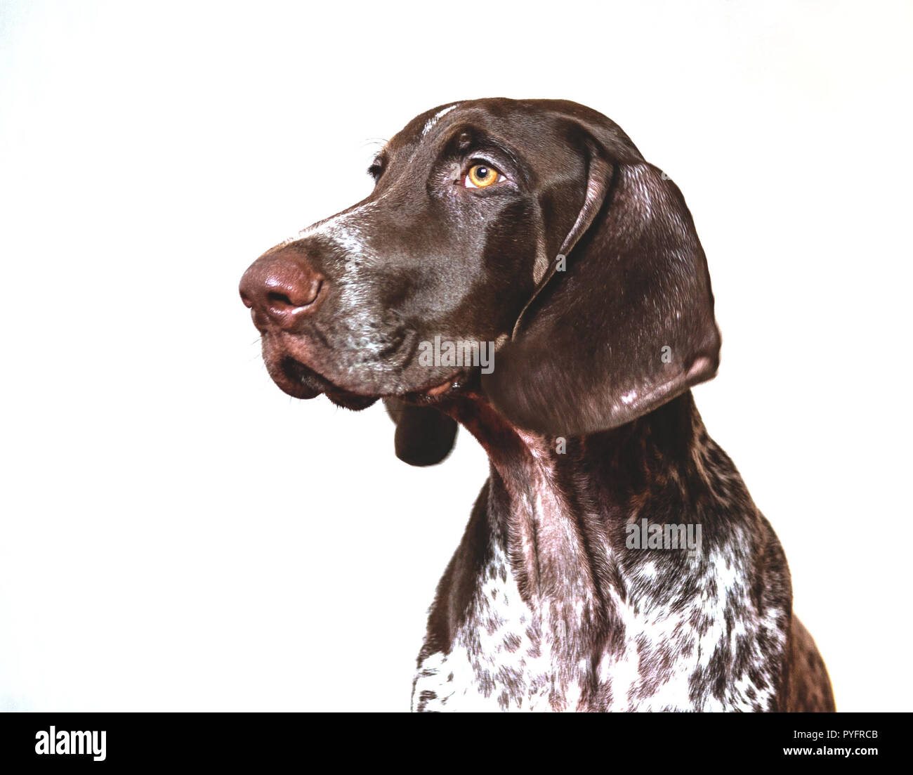 Il tedesco shorthaired puntatore, kurtshaar tedesco un cucciolo maculato seduta, ritratto su sfondo bianco, animale nel profilo, marrone nel punto bianco, Foto Stock