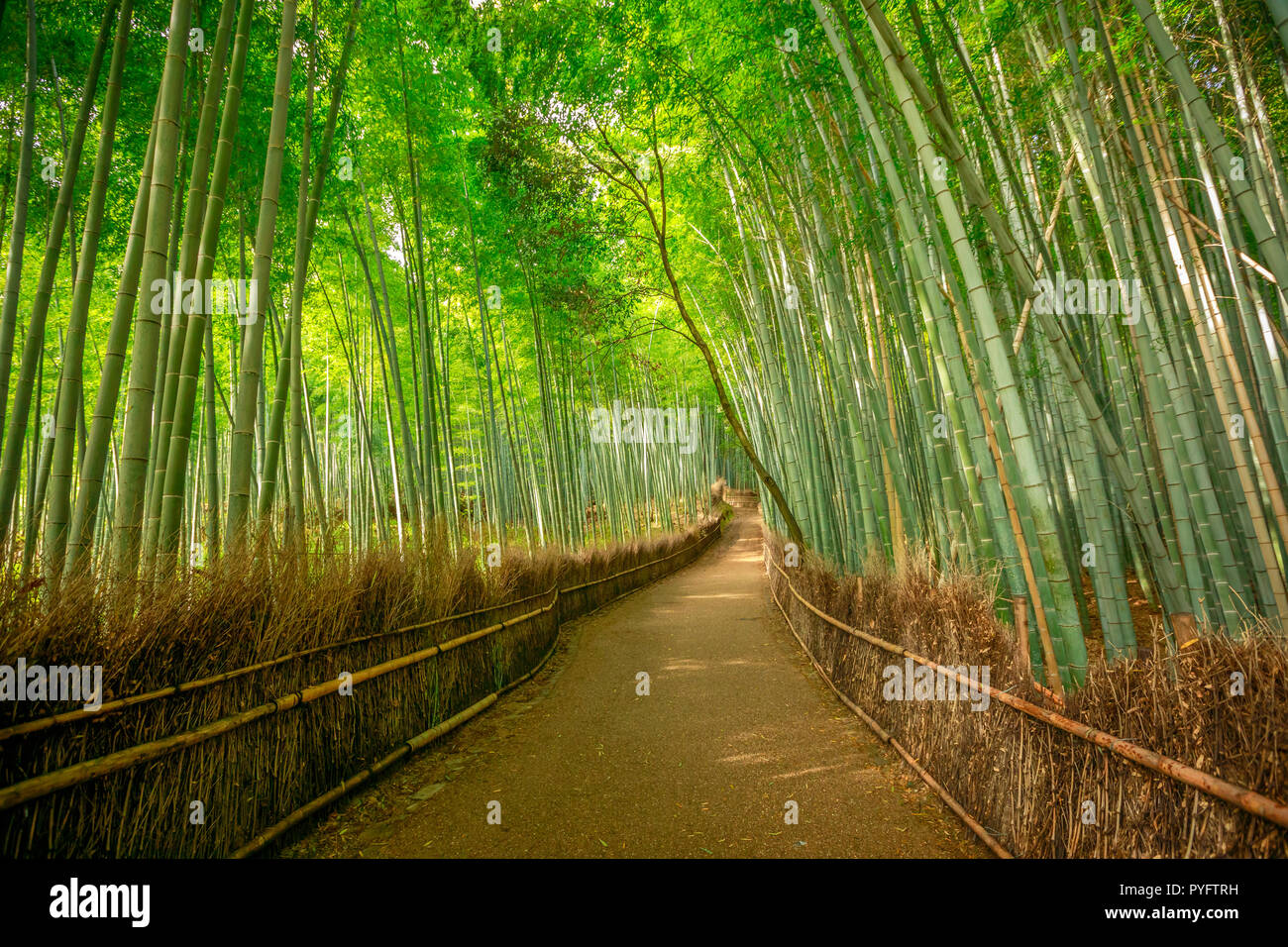 Passeggiata nella foresta di bamboo a Sagano Arashiyama in. Il boschetto di Kyoto è la seconda più popolare destinazione turistica e punto di riferimento. Verde naturale dello sfondo. Foto Stock