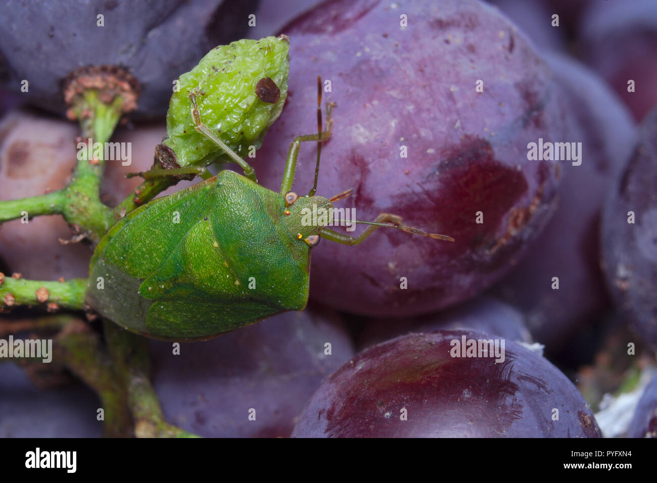 Schermo verde bug (Palomena prasina) alimentazione su nero-viola le uve da vino Foto Stock