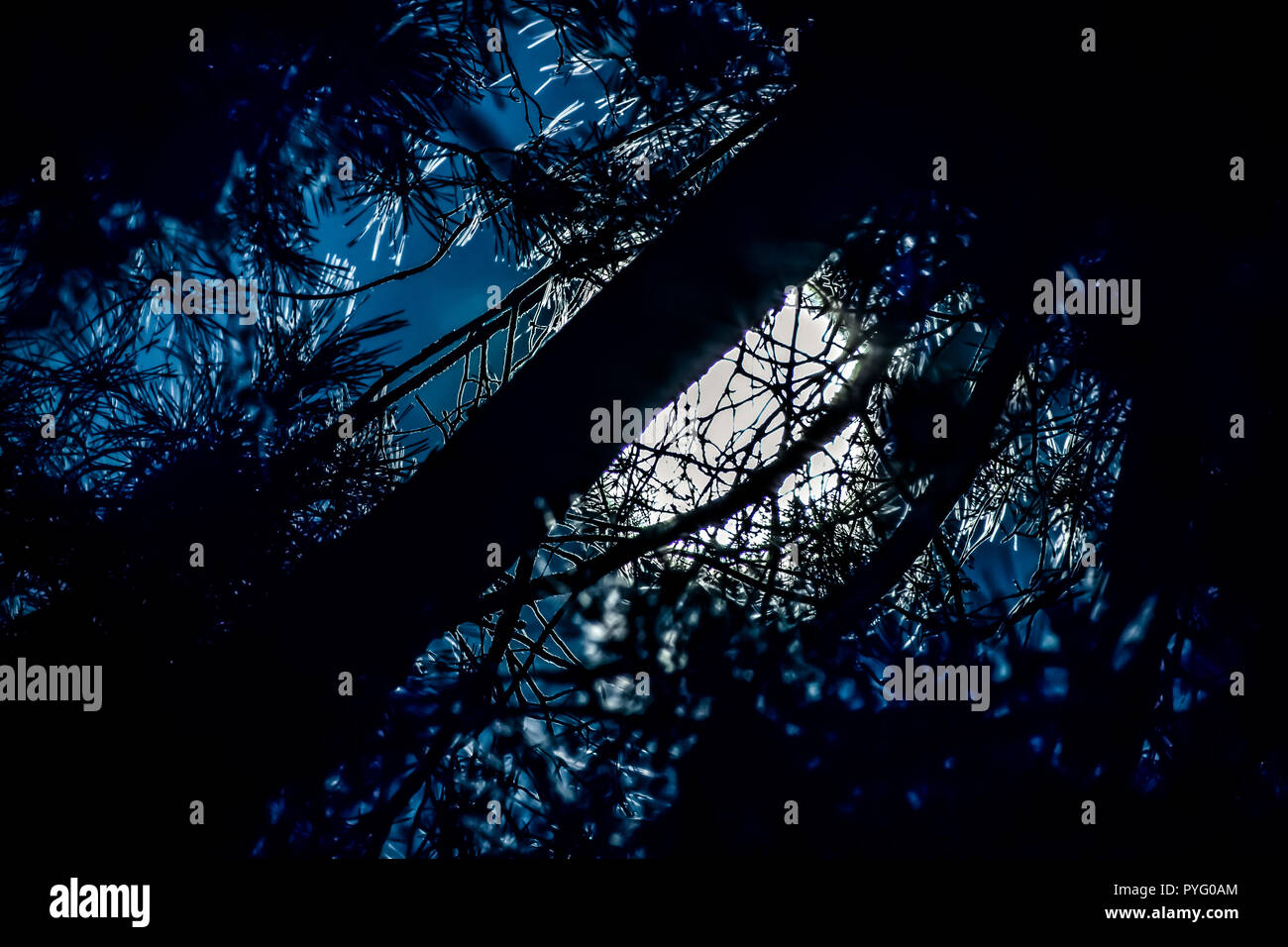 Luna piena dietro gli alberi Foto Stock