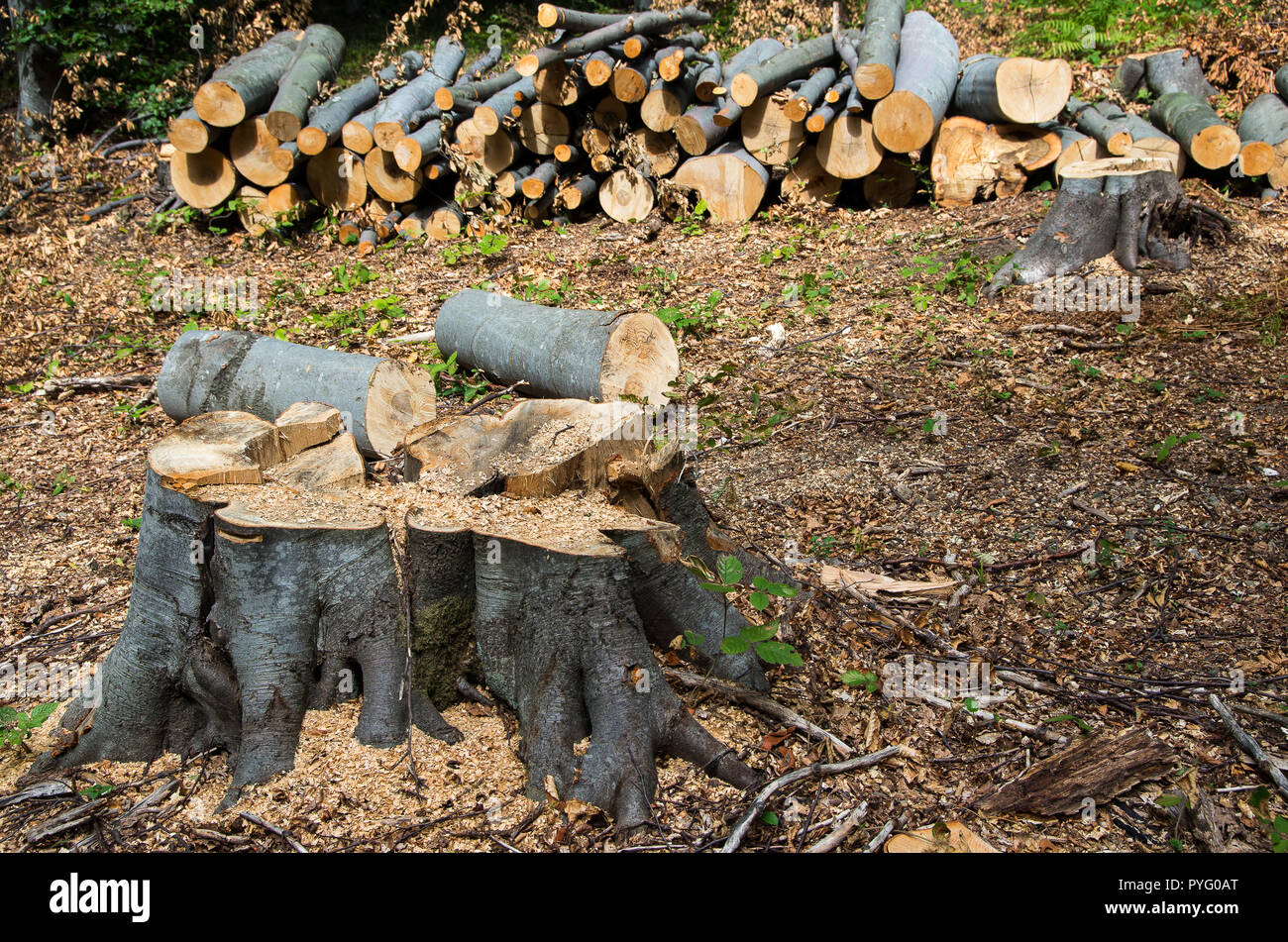 I danni alla natura. La deforestazione e la distruzione delle foreste di latifoglie. Europa Foto Stock