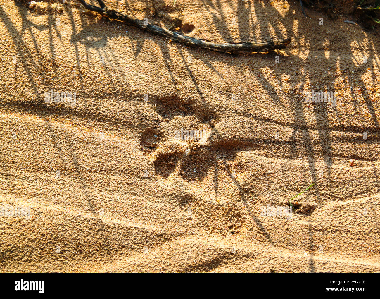 Fresche le tracce di Lion sul terreno al Parco Nazionale di Kruger Foto Stock