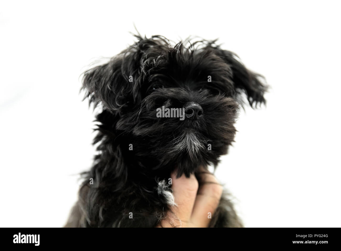 Nero cucciolo Yorktese su sfondo bianco con copia spazio. Razza da maltesi e Yorkshire Terrier cani. Foto Stock