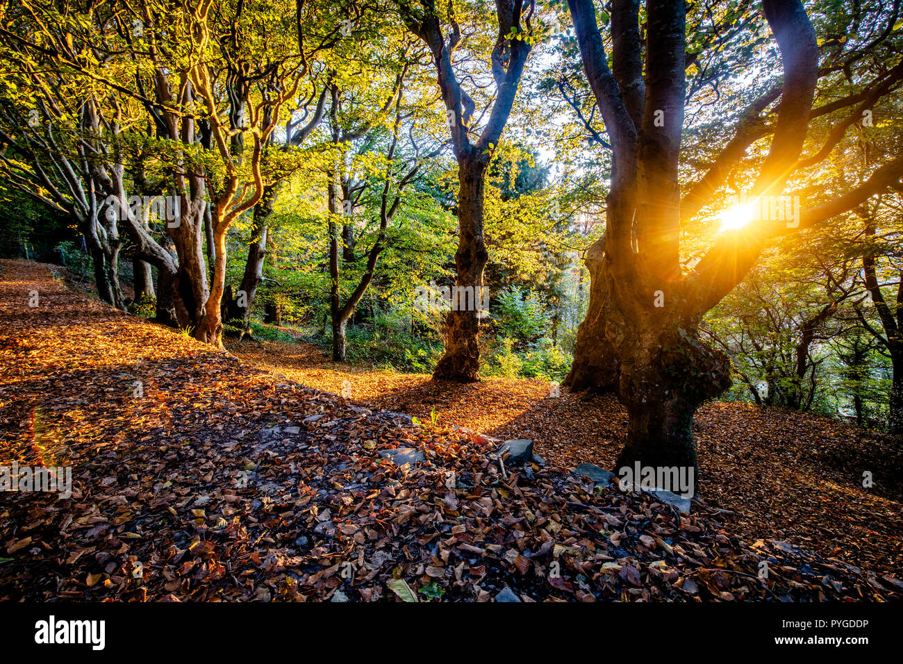 Aberystwyth, Ceredigion, Wales, Regno Unito 28 ottobre 2018 UK Meteo: il sole splende attraverso Penglais parco naturale a Aberystwyth, su questo autunno freddo mattino. © Ian Jones/Alamy Live News Foto Stock