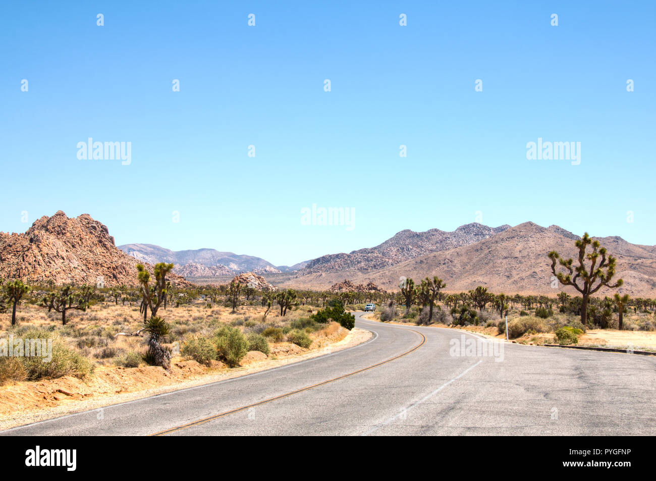 Parco nazionale di Joshua Tree con i suoi tipici alberi e formazioni rocciose nei pressi di Palm Springs nel deserto della California negli Stati Uniti Foto Stock