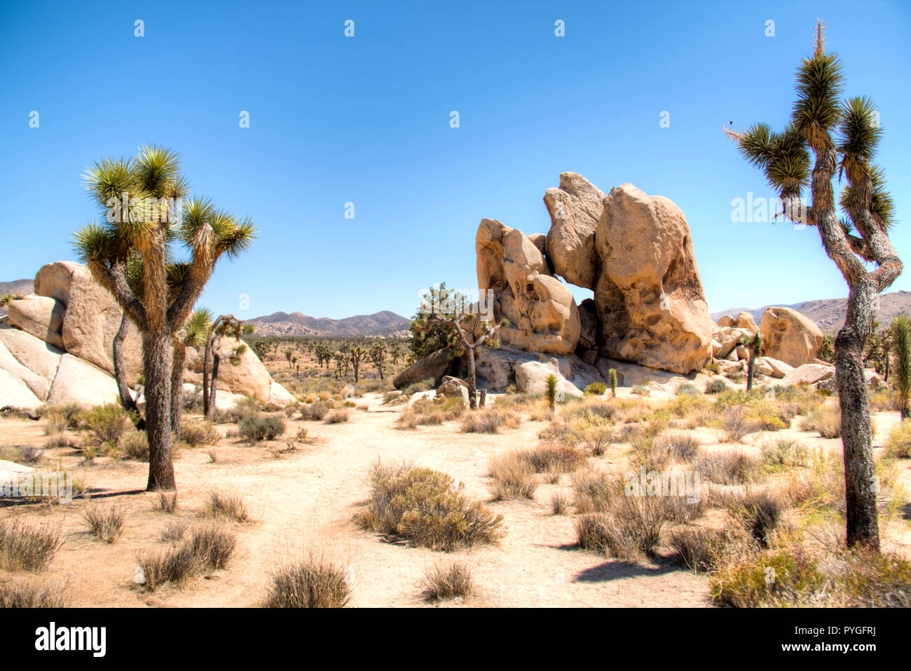 Parco nazionale di Joshua Tree con i suoi tipici alberi e formazioni rocciose nei pressi di Palm Springs nel deserto della California negli Stati Uniti Foto Stock