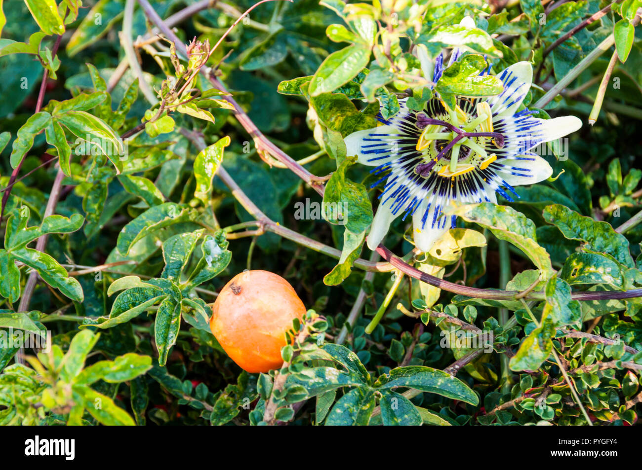 Fiore della passione, Passiflora edulis, frutta e fiori. Foto Stock