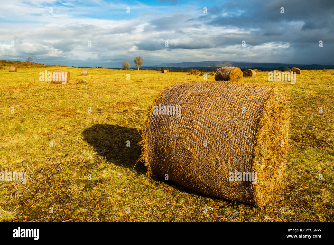 Le balle di bracken rotonde su Mynydd Illtyd Common nei Beacons centrali di Brecon nel Galles meridionale bagnate dalla splendida luce autunnale del pomeriggio Foto Stock