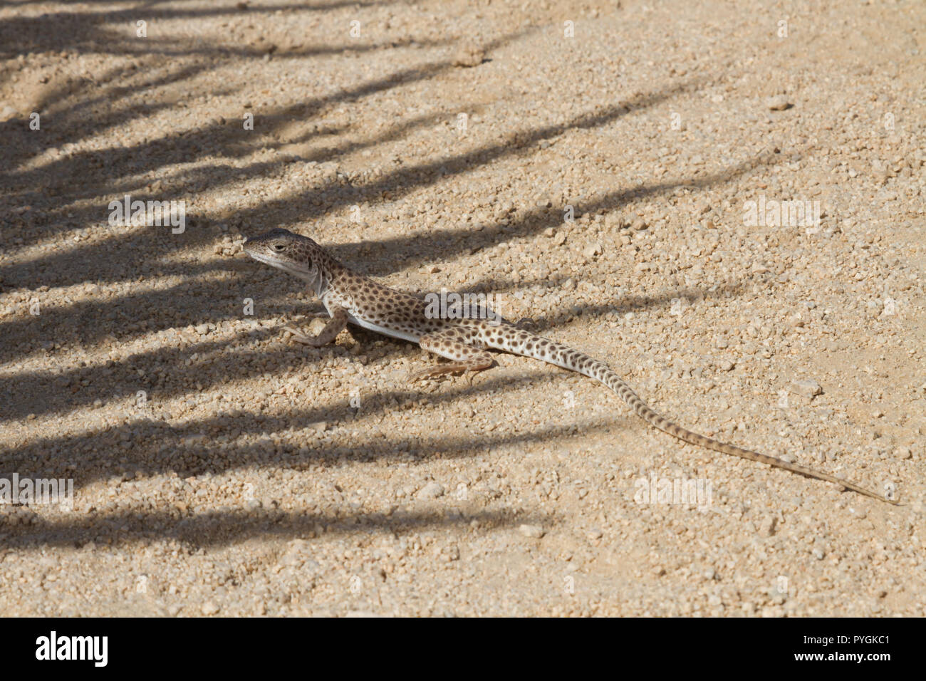 Becchi lunghi Leopard Lizard sotto l'ombra di una yucca Foto Stock