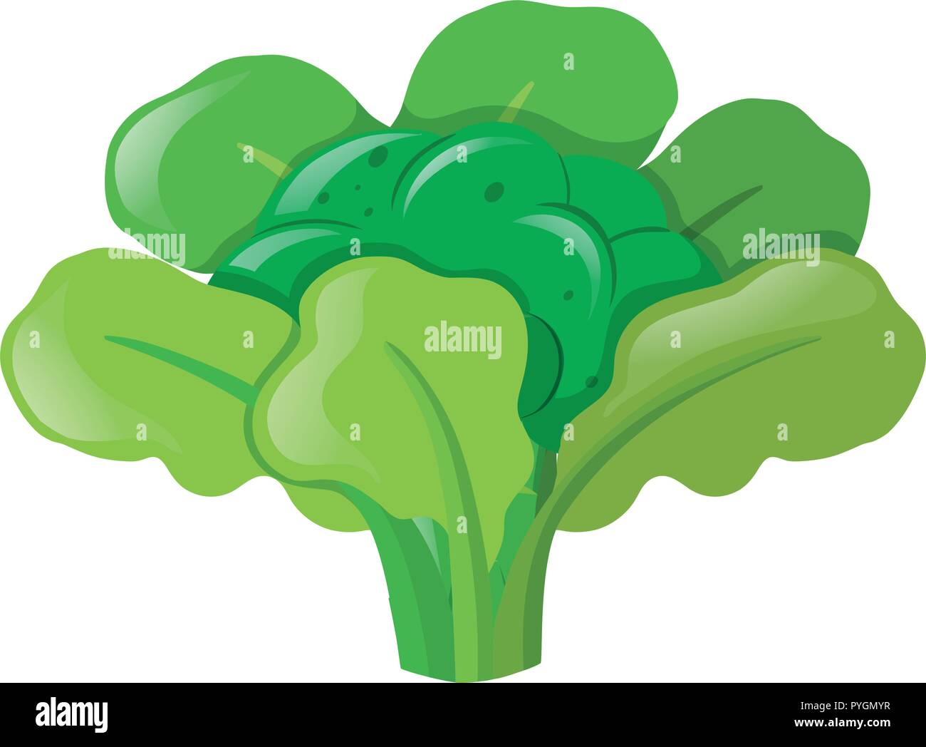 Testa di broccoli con foglie illustrazione Illustrazione Vettoriale