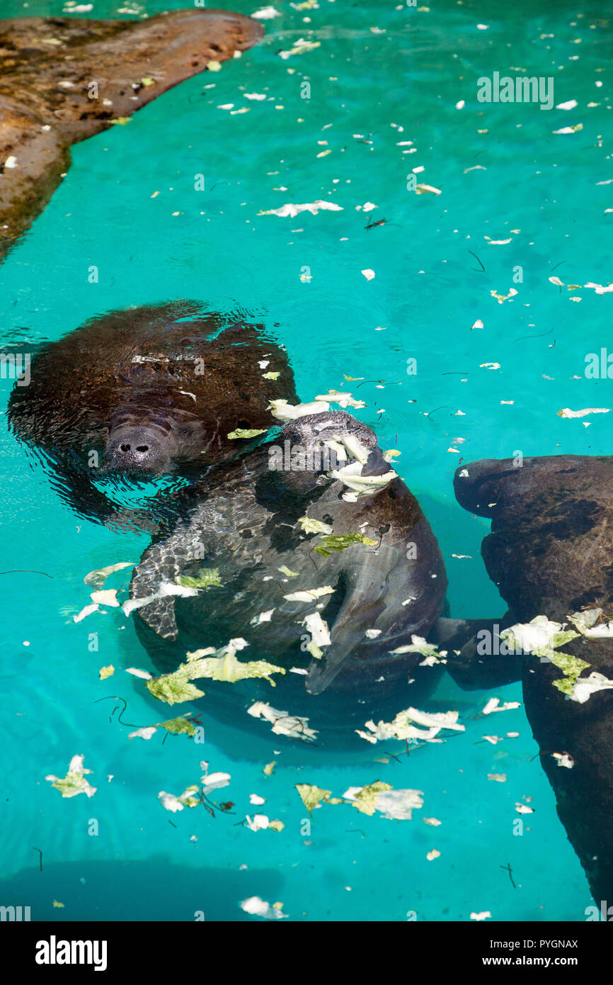 Florida manatee chiamato anche il West Indian manatee o mucche di mare Trichechus manatus nuota in acqua salmastra. Foto Stock