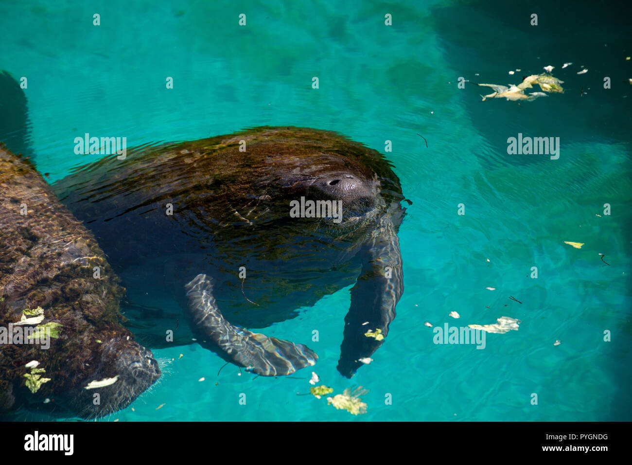 Florida manatee chiamato anche il West Indian manatee o mucche di mare Trichechus manatus nuota in acqua salmastra. Foto Stock