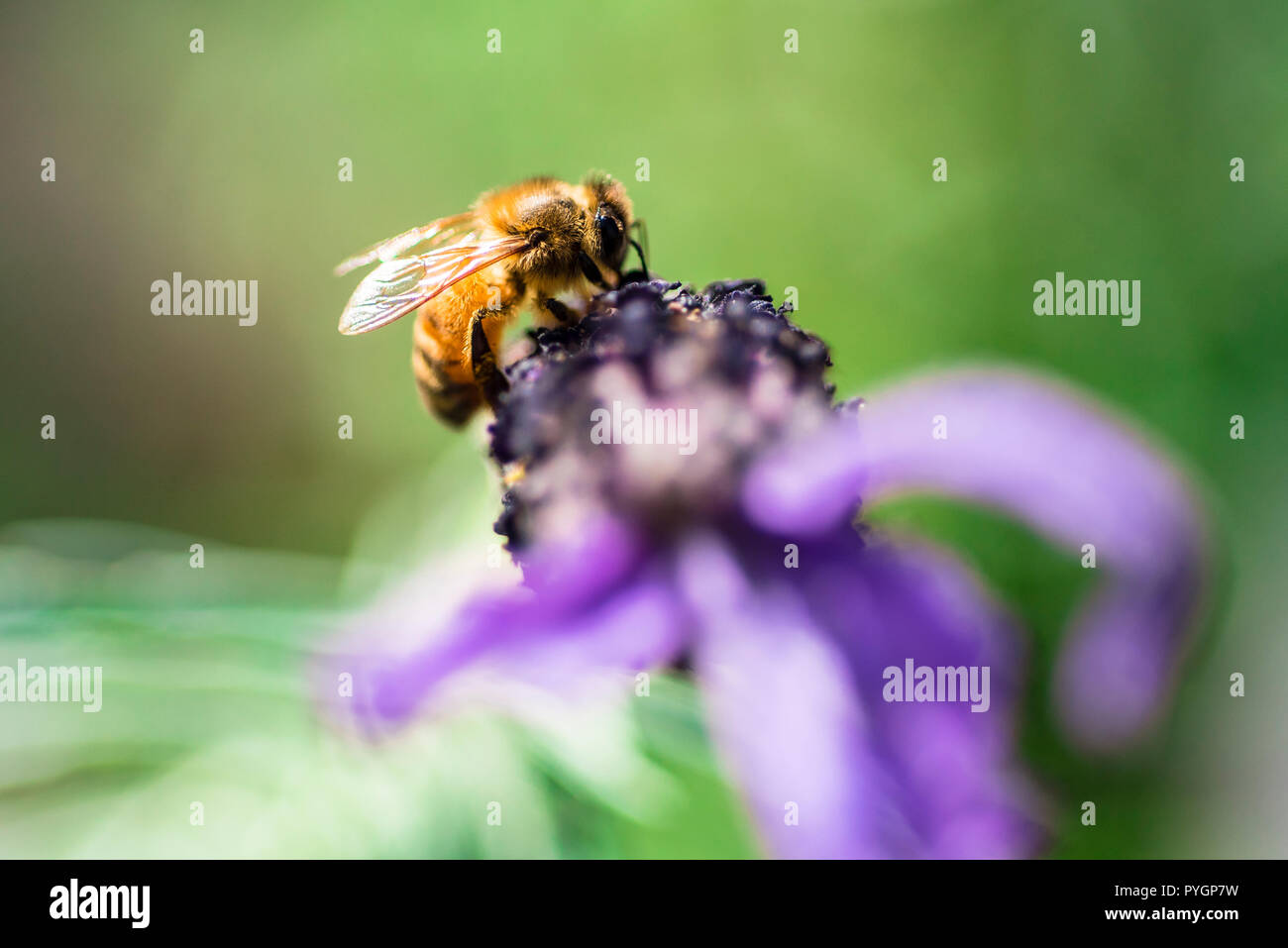 Bee la visita di fiori di lavanda, Australia, vista ravvicinata Foto Stock