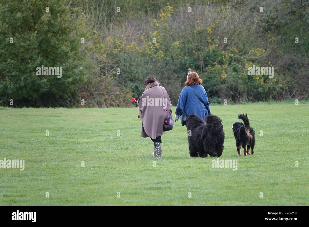 Due donne a piedi i loro cani di tutta l'erba verde Foto Stock