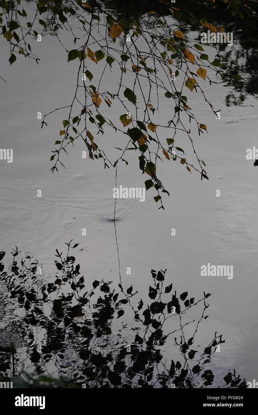 Il ramo e le foglie si riflette in leggera corrente Foto Stock