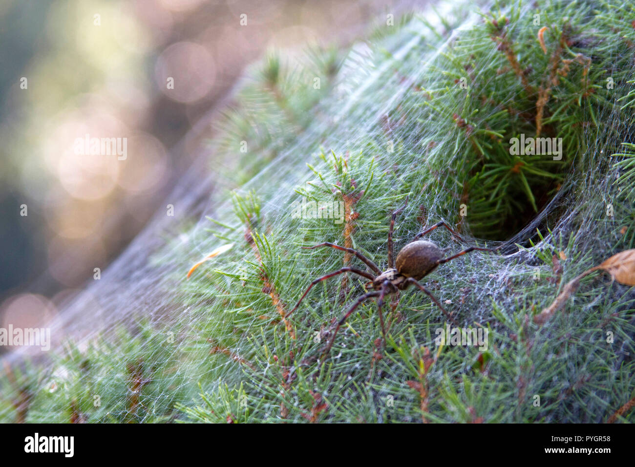 Close up di un infame imbuto spider web lasciando la sua forma ad imbuto tana in un arbusto sempreverde Foto Stock