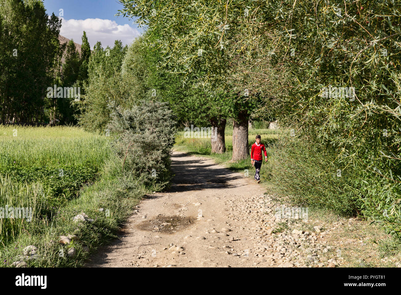Agricoltore in maglietta rossa cammina per strada sterrata tra campi di grano in Langar in tagiko, Wakhan Pamir Highway, Tagikistan Foto Stock