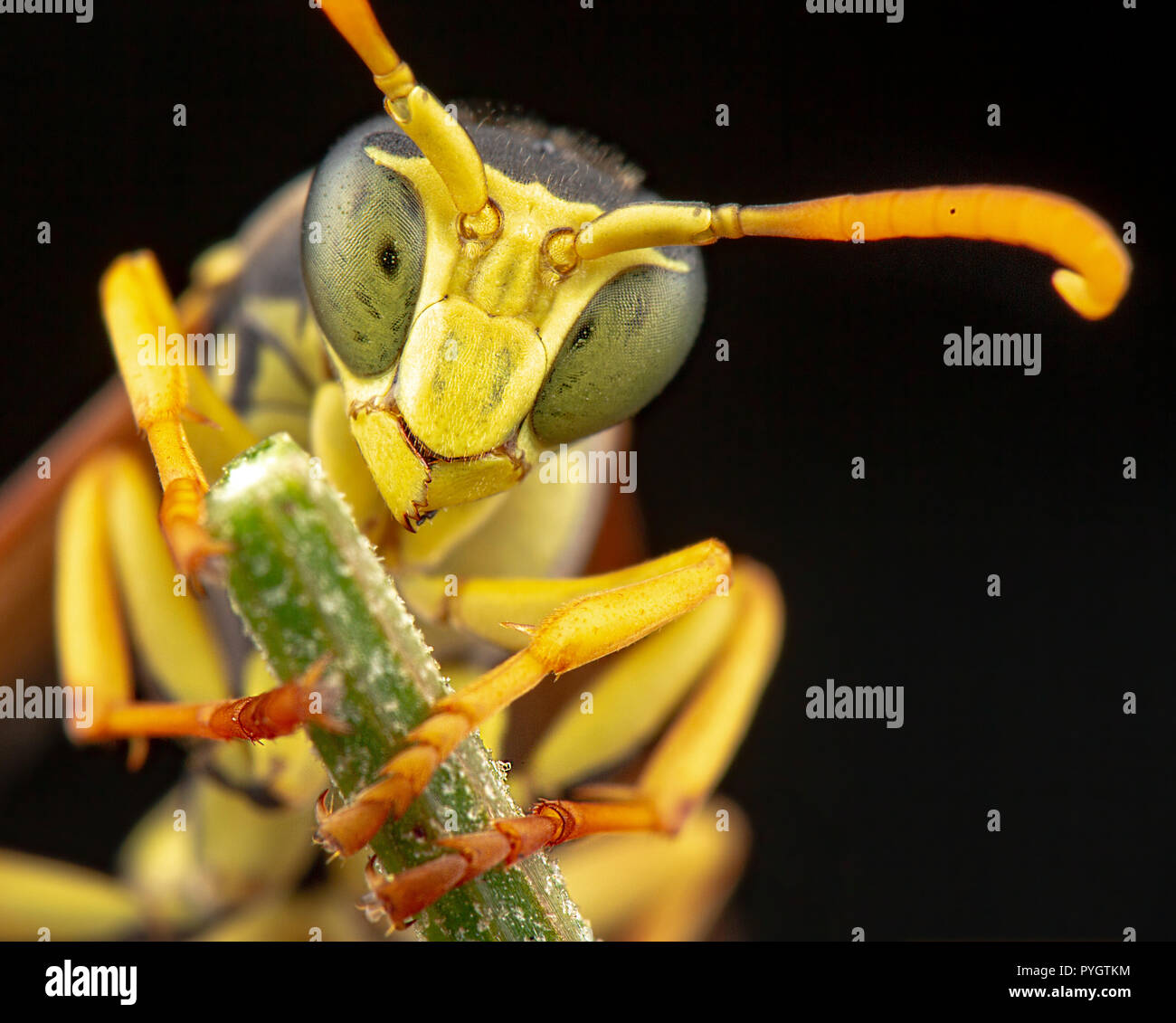 Polistes gallicus maschio Foto Stock