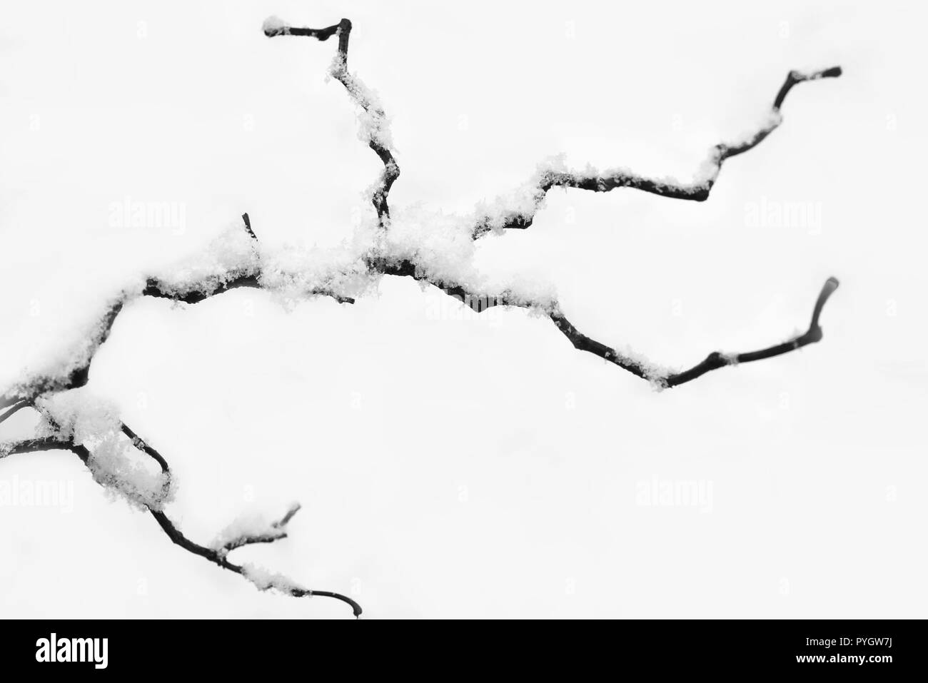 Twisted ramo di albero sotto la neve. La fotografia in bianco e nero. Foto Stock