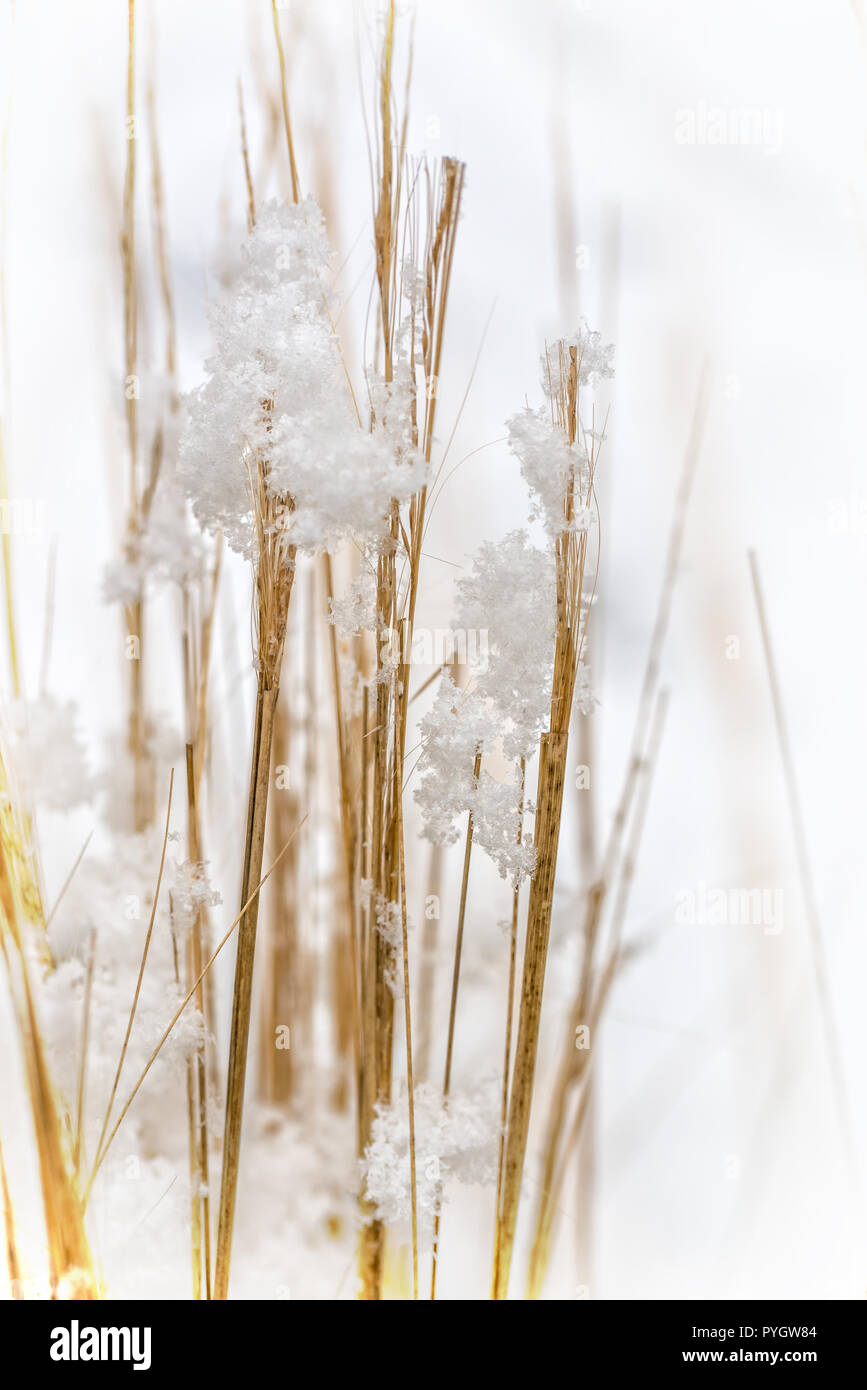 Dettaglio di fiocchi di neve sul infestante. La natura in inverno, macrofotografia. Foto Stock