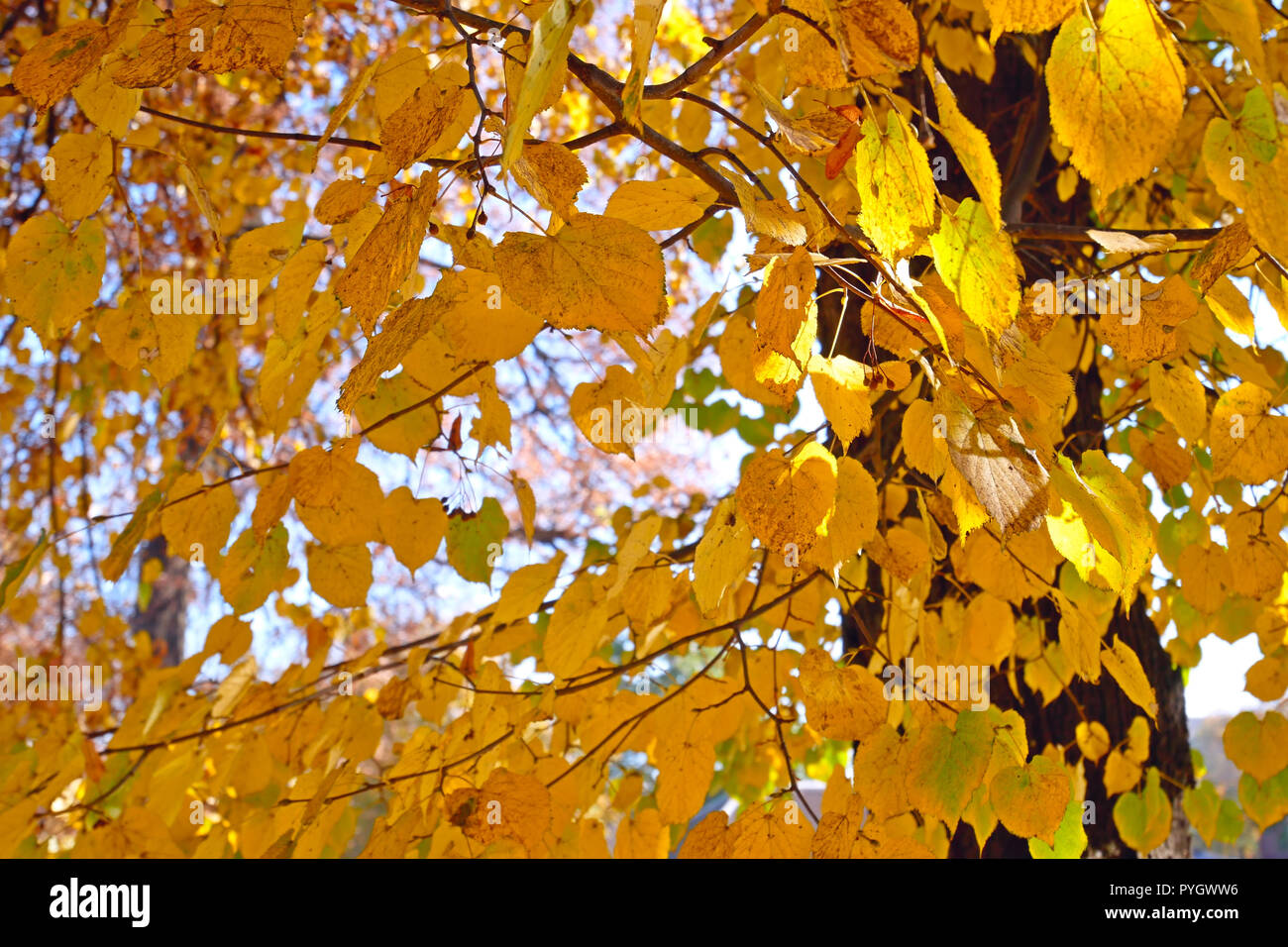 Albero di tiglio con foglie di giallo in una bella giornata autunnale come  sfondo Foto stock - Alamy