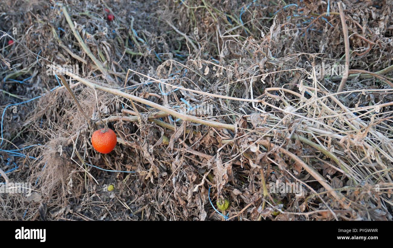Essiccato rovinato le piante di pomodoro dopo la raccolta con danni di frutti e di fili di legatura nella stagione autunnale Foto Stock