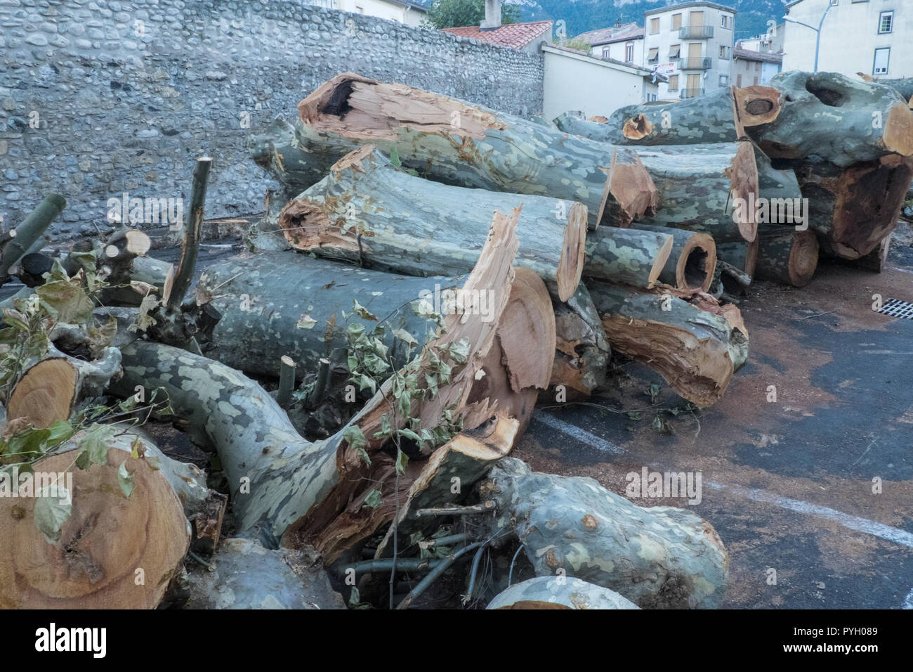 Taglio,giù,malato morto,,morendo,aereo,alberi,a,i,street,a,centro,d,Quillan,Aude,dipartimento,sud,d,Francia,francese,l'Europa,europeo, Foto Stock