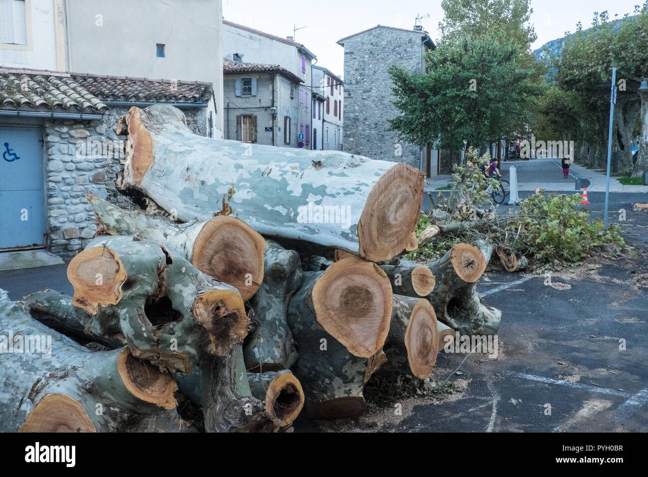 Taglio,giù,malato morto,,morendo,aereo,alberi,a,i,street,a,centro,d,Quillan,Aude,dipartimento,sud,d,Francia,francese,l'Europa,europeo, Foto Stock